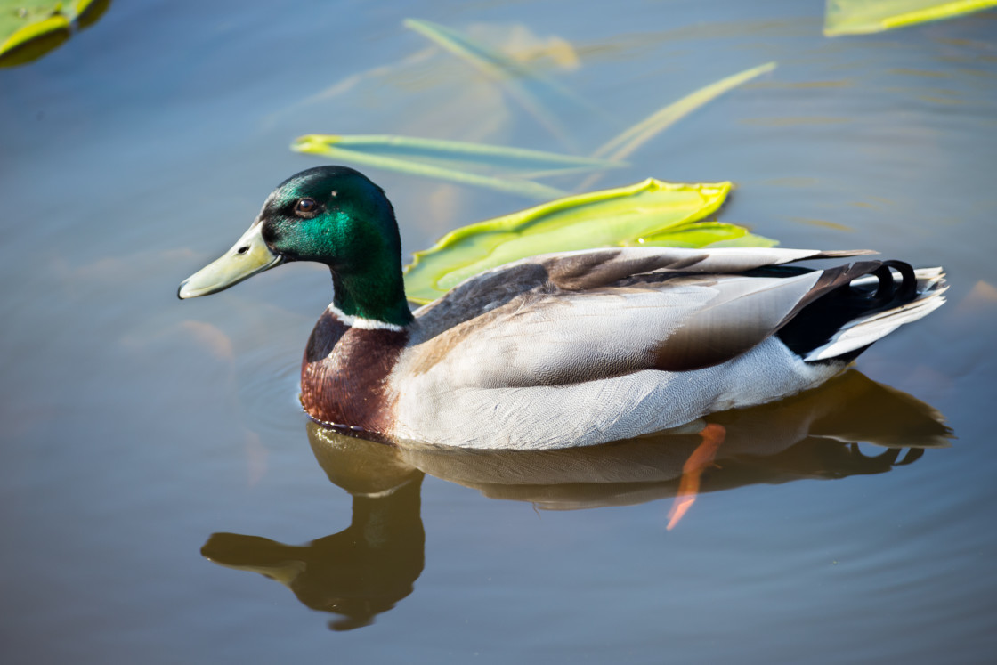 "Mallard Drake" by Gordon England - $12.20 "Mallard Drake" stock image
