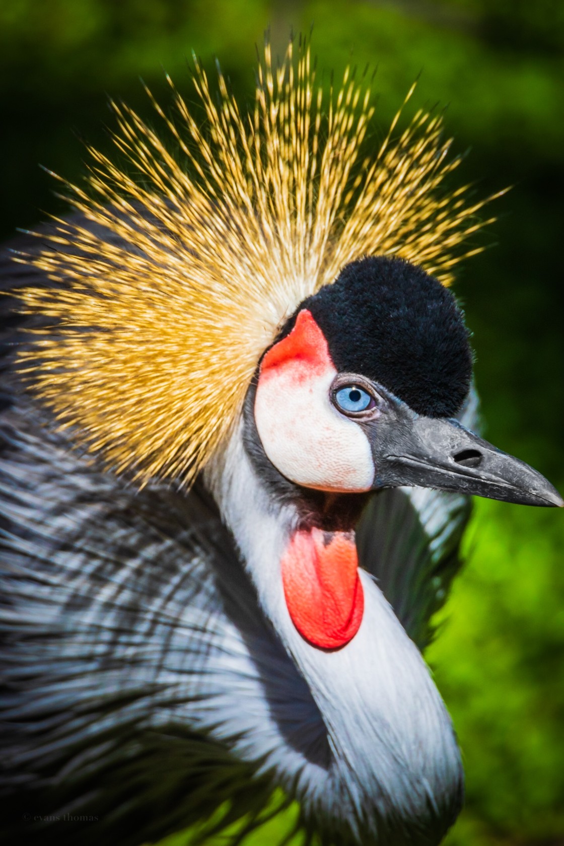 "Africain bird" stock image