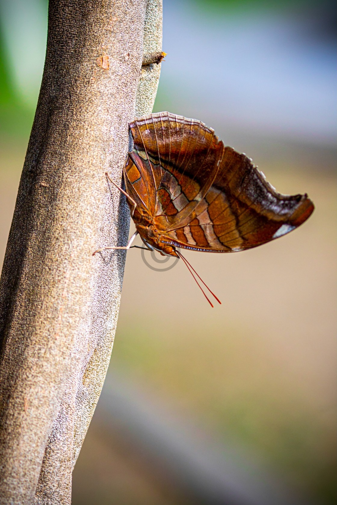 "The color butterfly" stock image