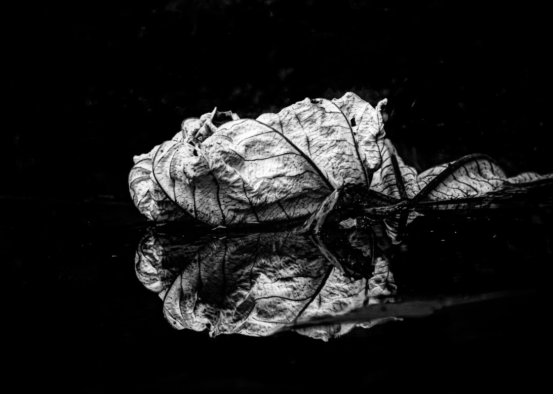 "The plant mirrored" stock image