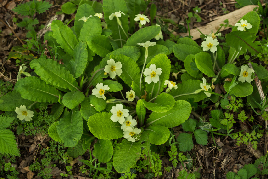 "Primrose Flowers" by Gordon England - $12.55 "Primrose Flowers" stock image
