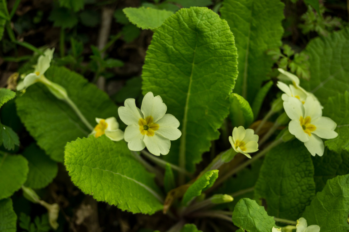 "Primrose Flowers" by Gordon England - $12.07 "Primrose Flowers" stock image