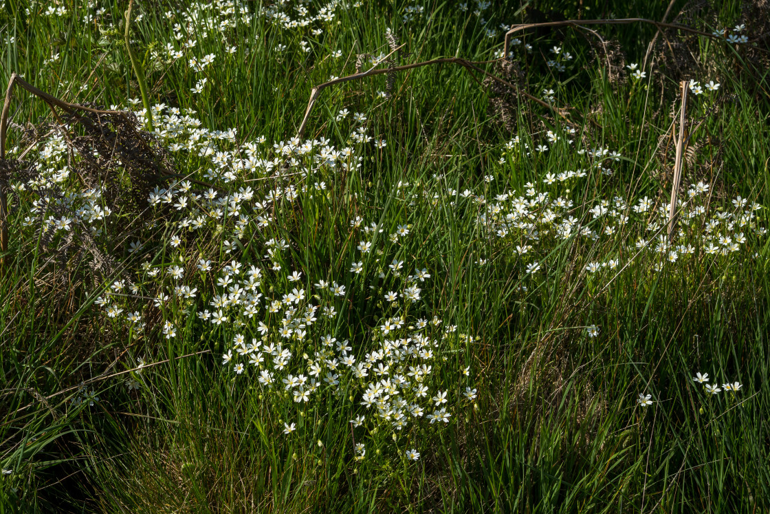 "Greater Stitchwort Flowers" by Gordon England - $12.65 "Greater Stitchwort Flowers" stock image