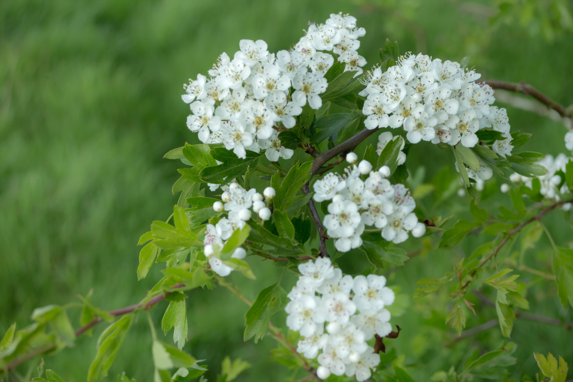 "Hawthorn Blossom" by Gordon England - $12.12 "Hawthorn Blossom" stock image