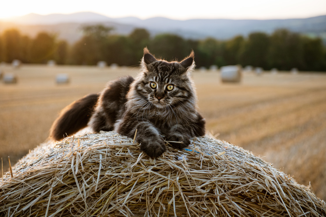 "Wildcat??" stock image