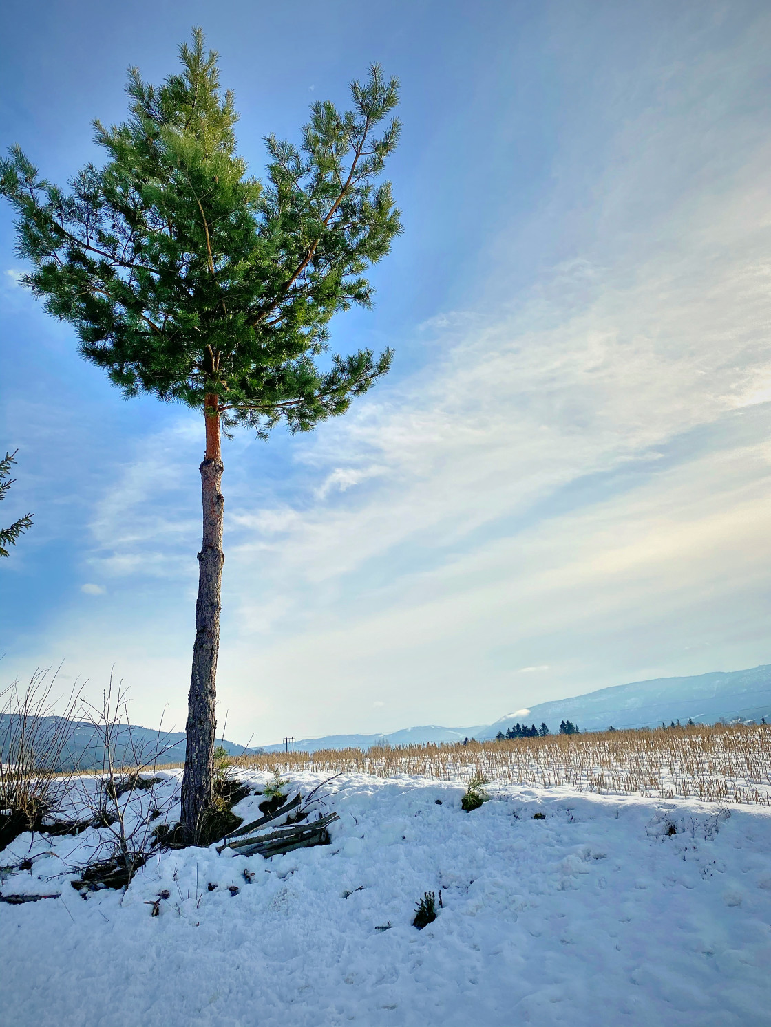 "Tree" stock image