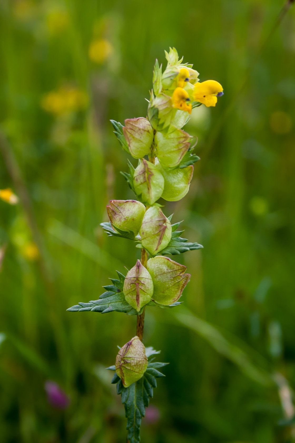 "Yellow-rattle Wildflower" by Gordon England - $12.62 "Yellow-rattle Wildflower" stock image