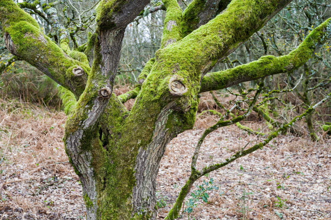 "Moss Covered Tree" stock image