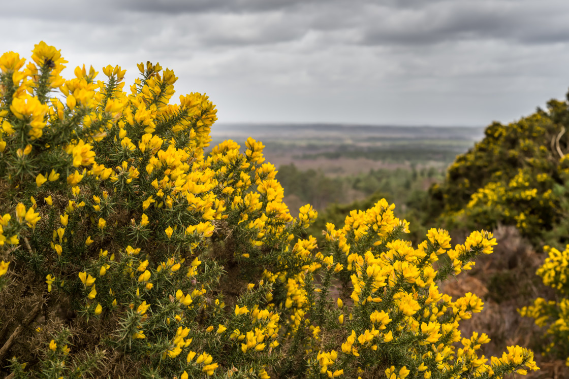 "Gorse Flowers" by Gordon England - $12.62 "Gorse Flowers" stock image