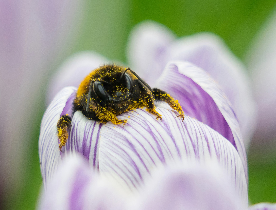 "Sleeping Queen Bumblebee" stock image