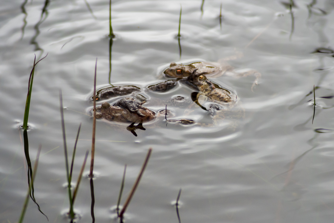 "Toad Orgy" by Gordon England - $12.57 "Toad Orgy" stock image