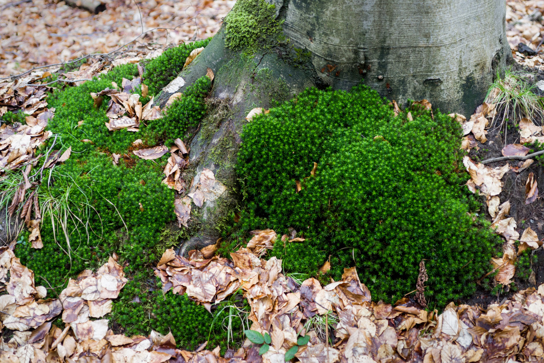 "Haircap Moss" by Gordon England - $12.70 "Haircap Moss" stock image