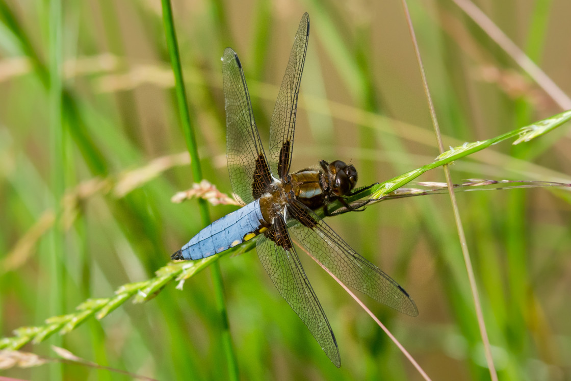 "Broad-bodied Chaser Dragonfly" by Gordon England - $12.65 "Broad-bodied Chaser Dragonfly" stock image