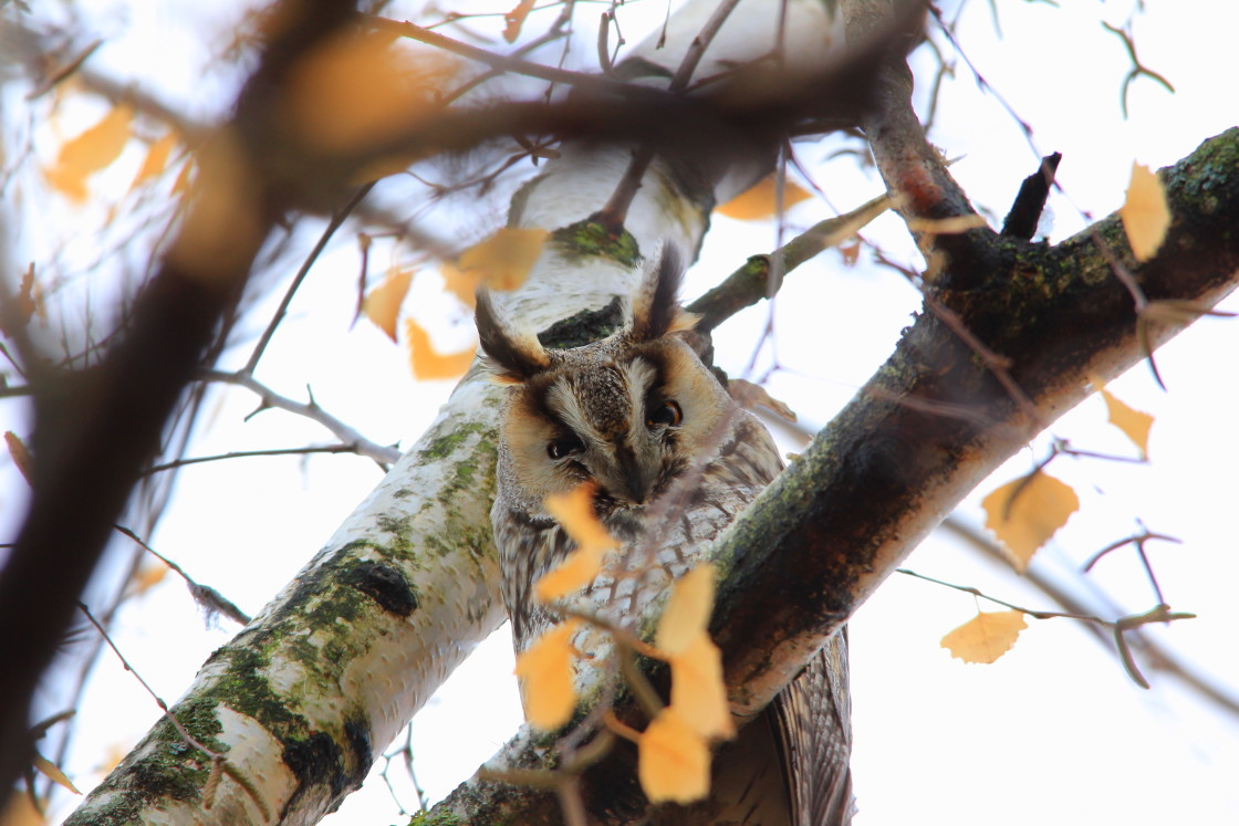 "Long-eared owl" stock image