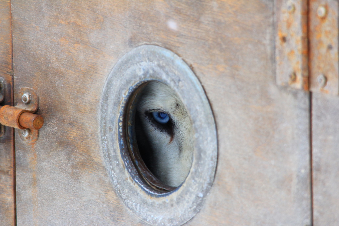 "Blue eyed" stock image