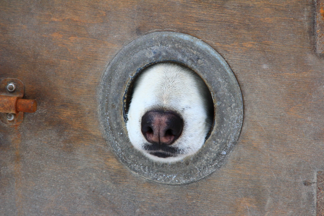 "Nose" stock image