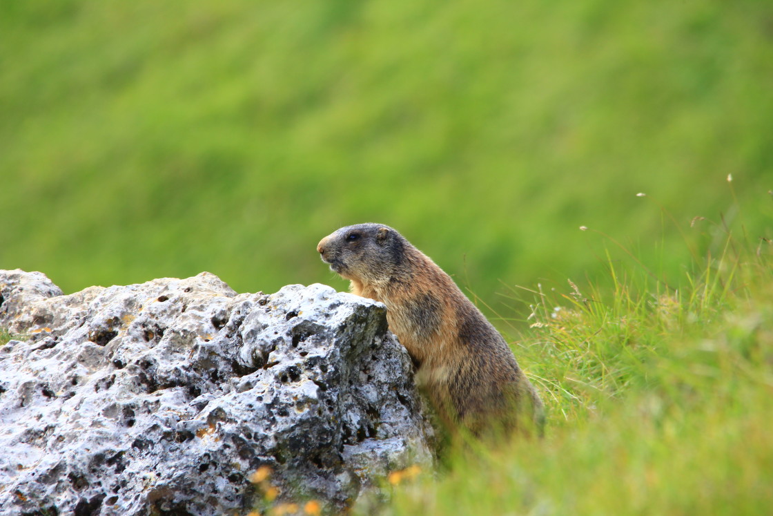 "The guardian" stock image