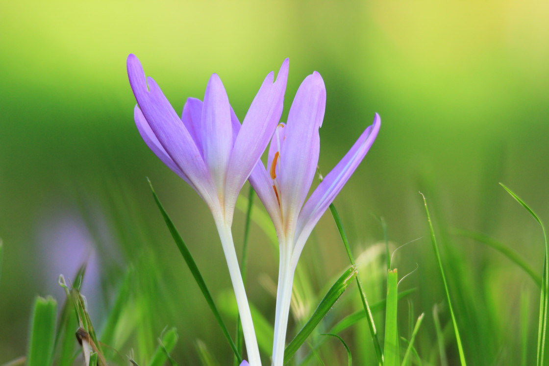 "Signs of spring" stock image