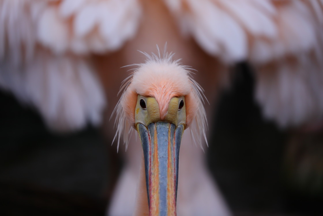 "Bad hair day" stock image