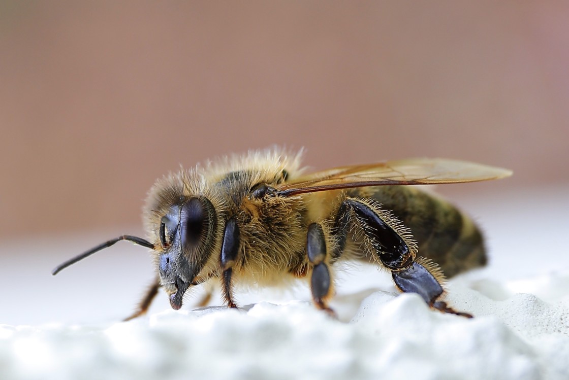 "Small helper" stock image