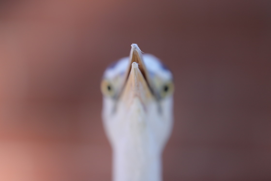 "Mr. Feathers" stock image