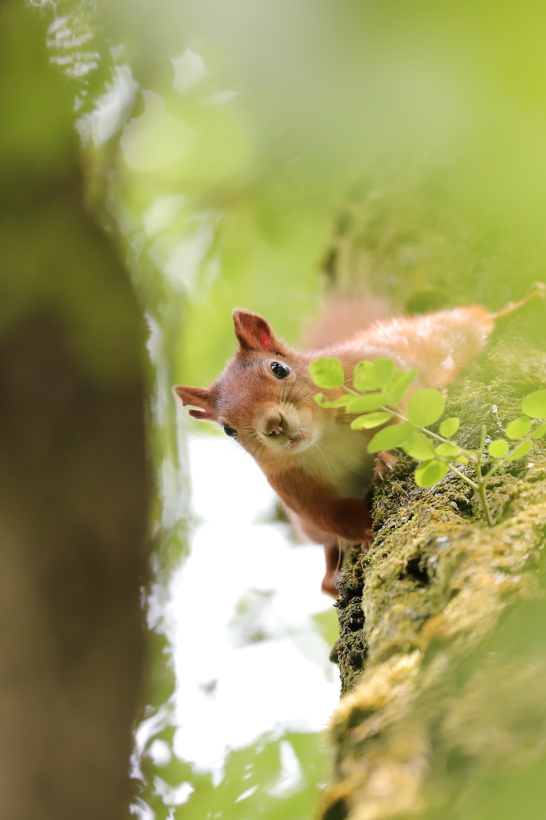 "Peek-a-boo" stock image