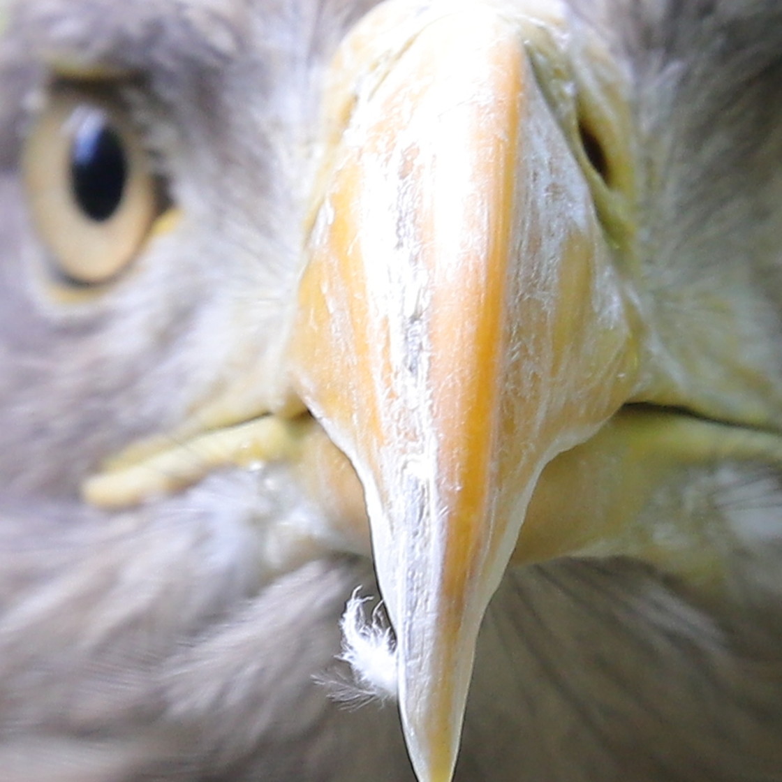 "Mr. Feathers" stock image