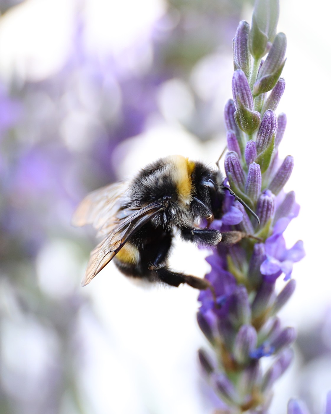 "Lavender love" stock image