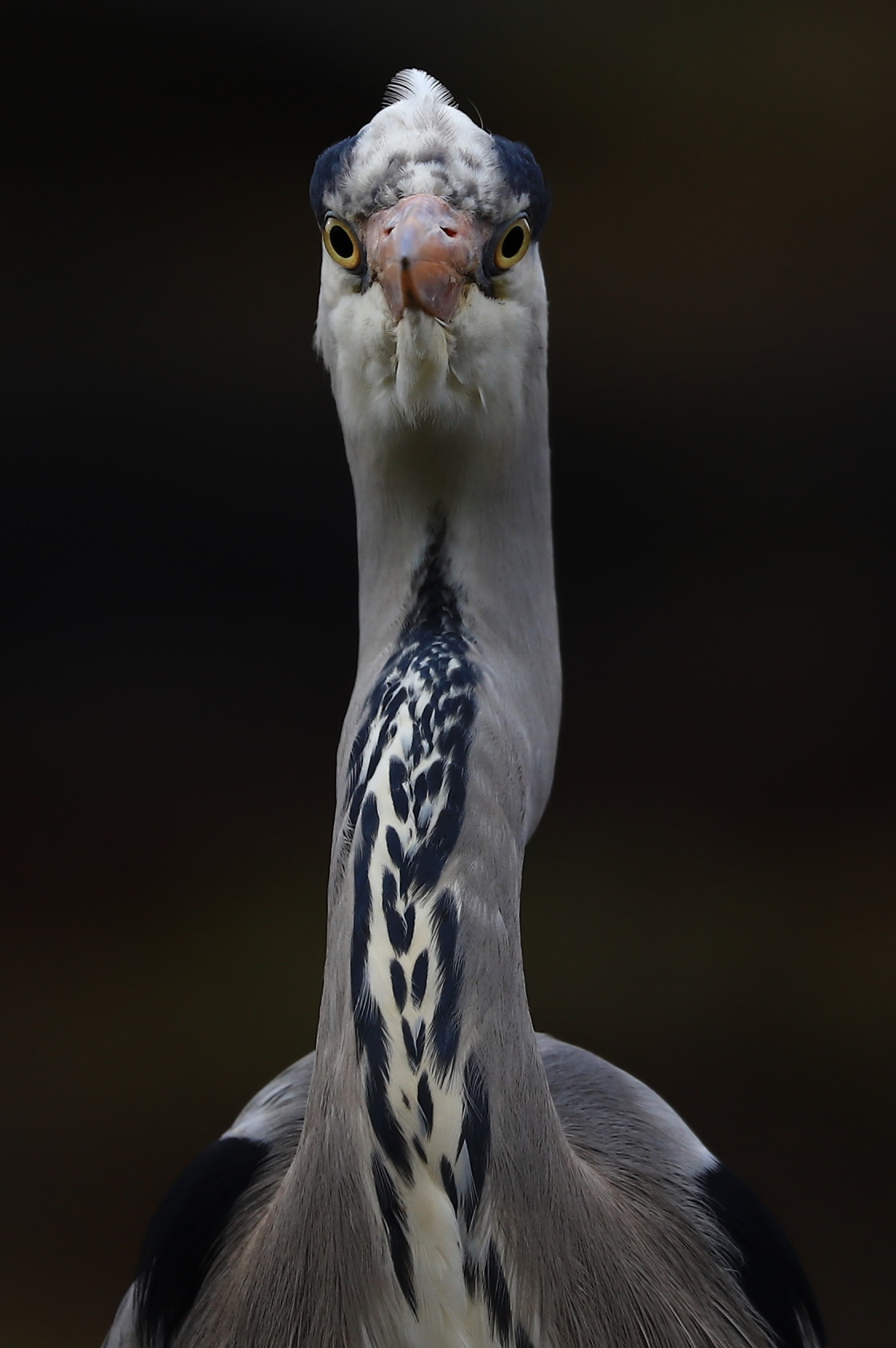 "The intent one" stock image