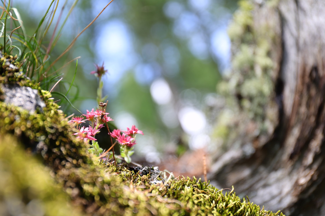 "Small life" stock image