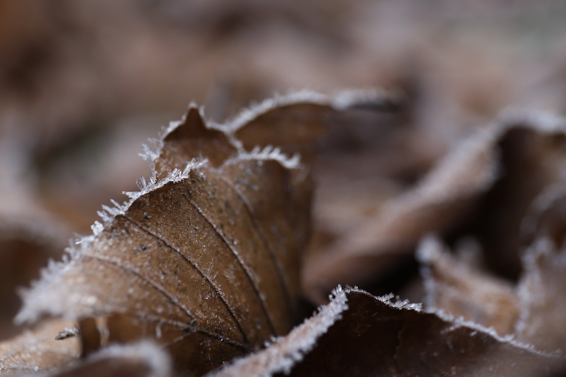 "Frosted" stock image