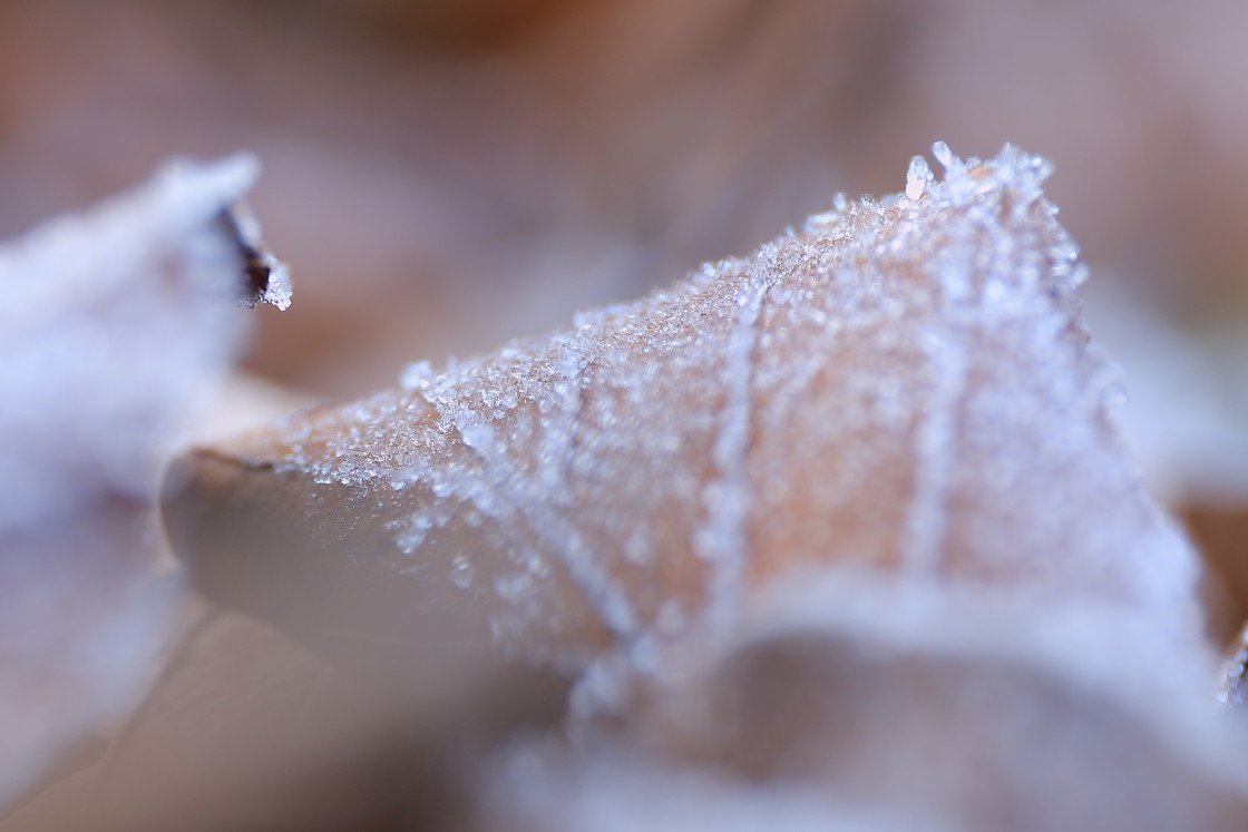 "Frosted" stock image