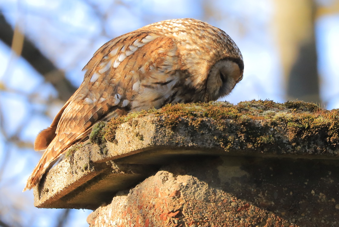 "Sleepy" stock image