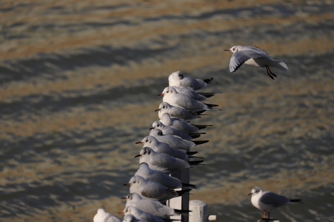 "The queue" stock image