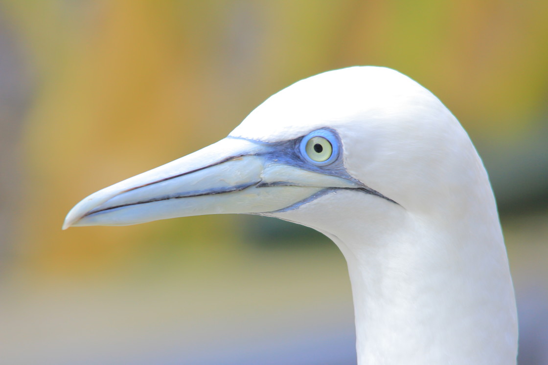 "Go for the eye" stock image