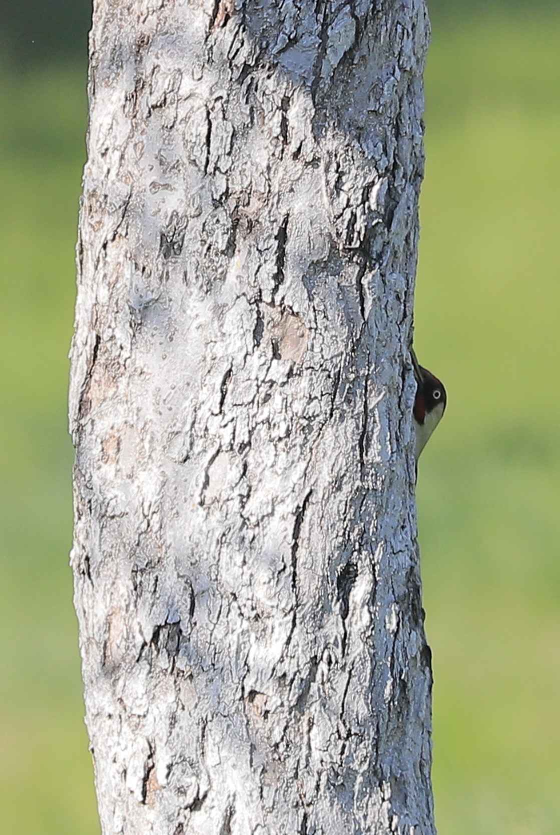 "The trees have eyes" stock image