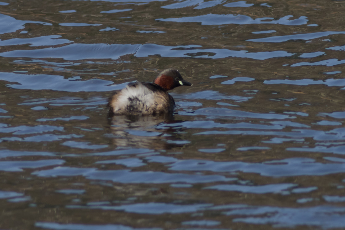 "Little Grebe" by Gordon England - $12.65 "Little Grebe" stock image