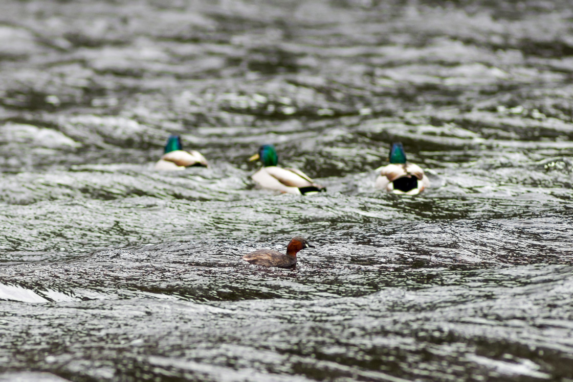 "Little Grebe and Mallard Drakes" by Gordon England - $12.55 "Little Grebe and Mallard Drakes" stock image