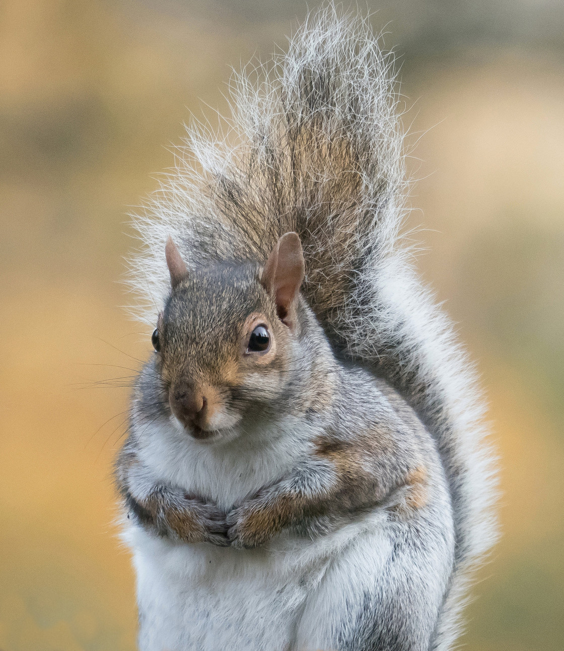 "Thoughtful Squirrel" stock image