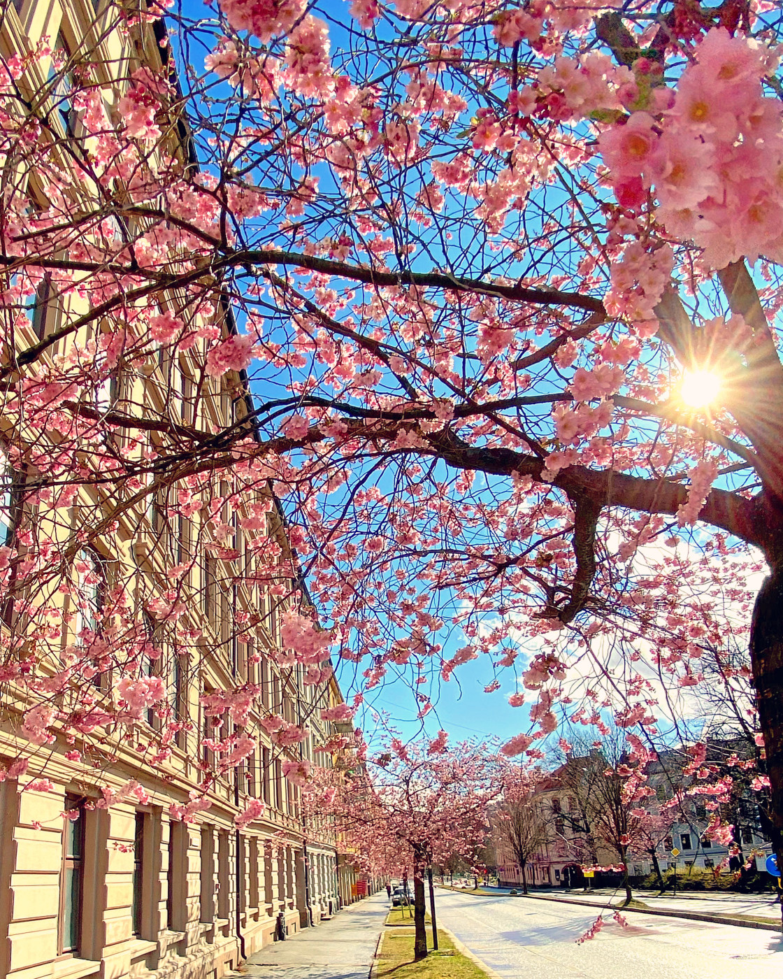 "Cherry blossom" stock image