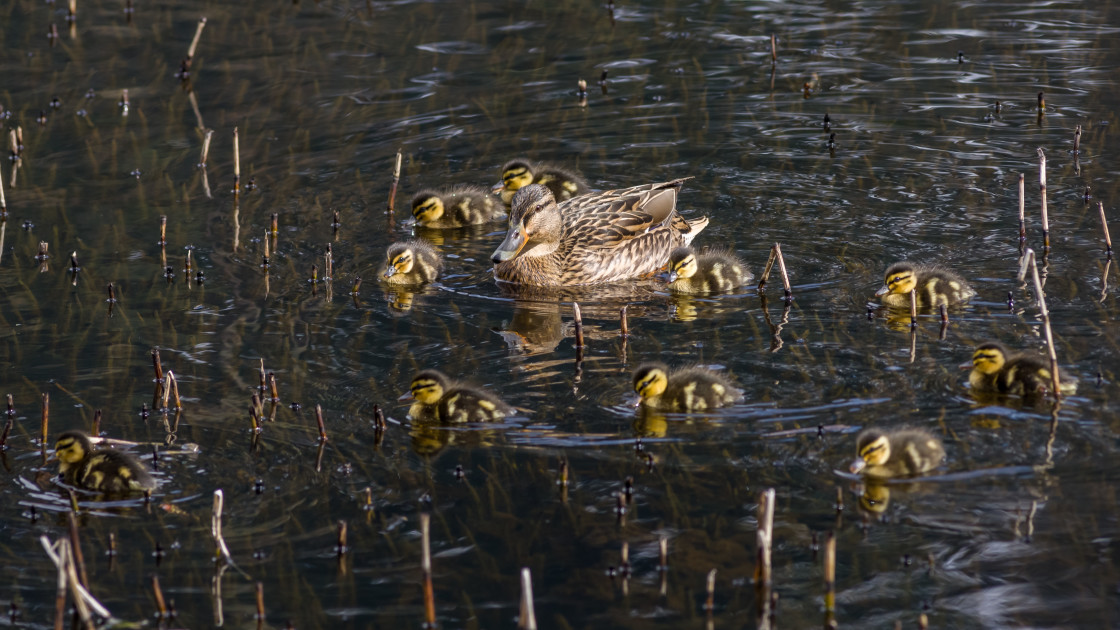 "Mallard Hen with Ducklings" by Gordon England - $12.19 "Mallard Hen with Ducklings" stock image