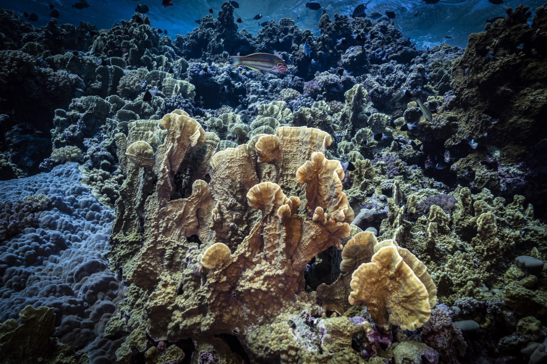 "Reef 07" stock image