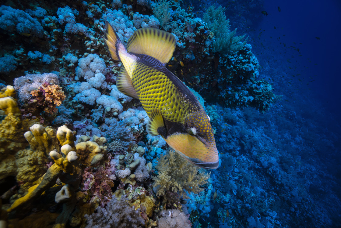 "Triggerfish 01" stock image