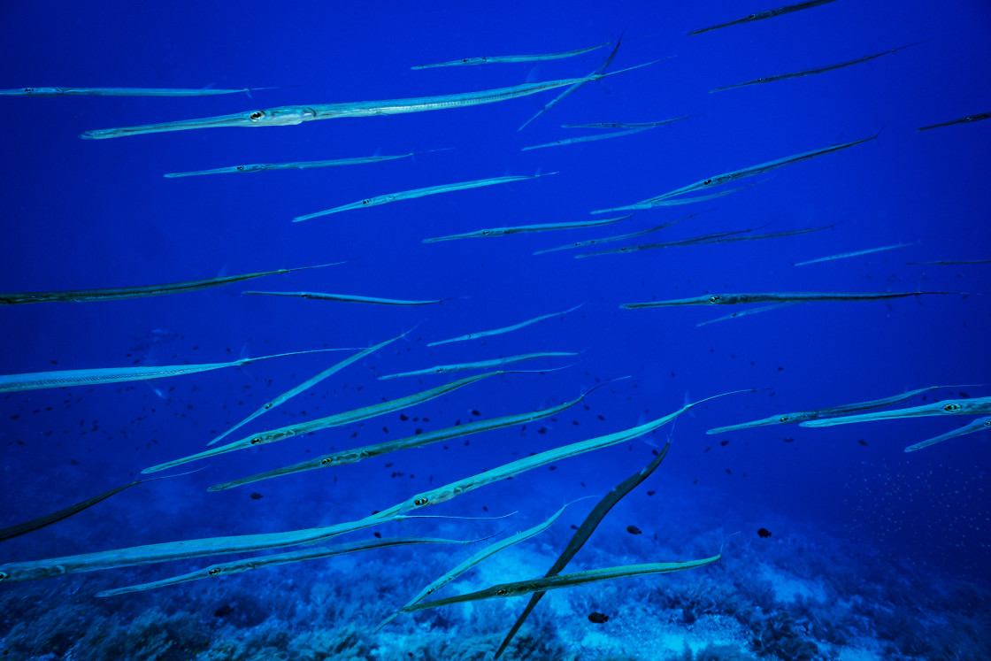 "Fistulariidae 01" stock image