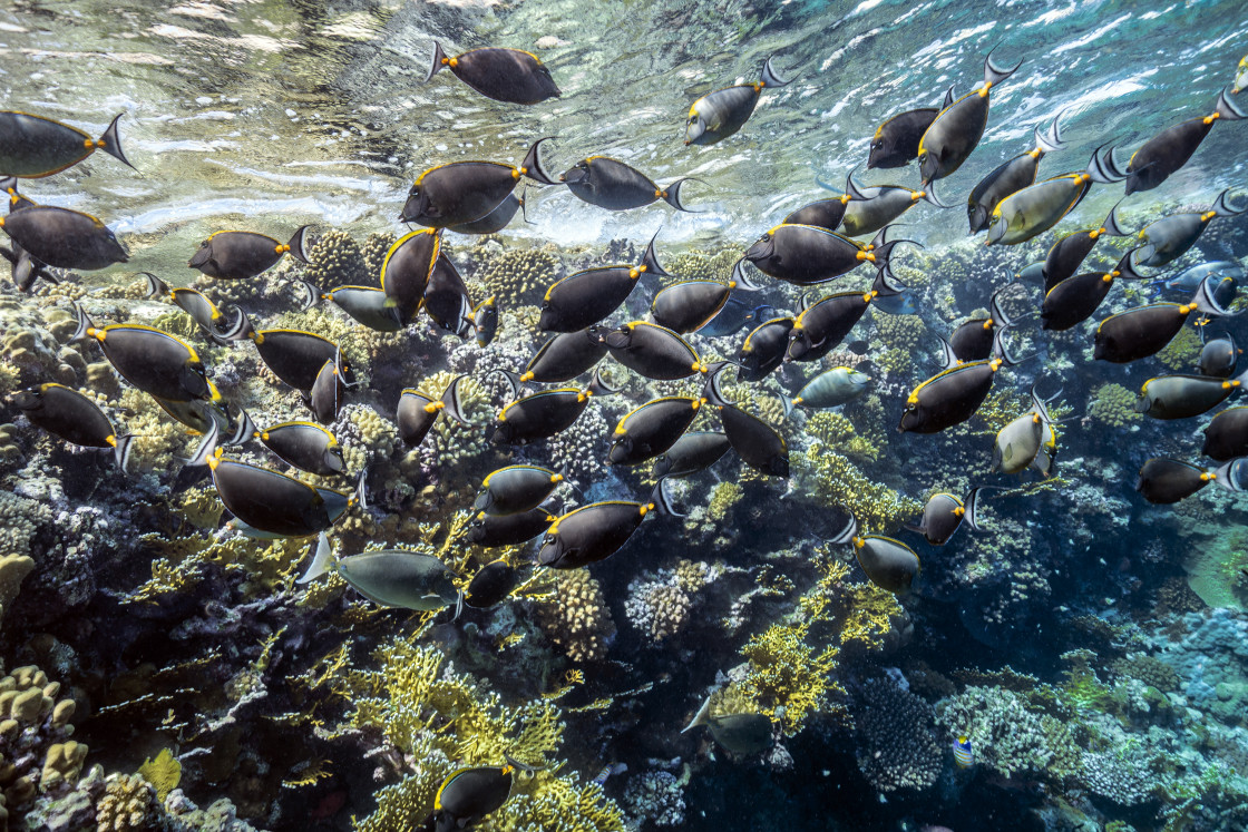 "Yellowtail Tang 01" stock image