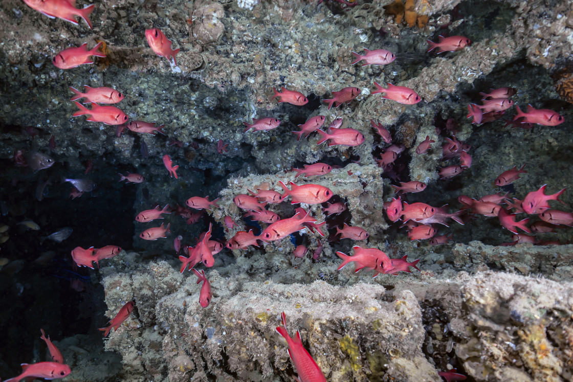 "Soldierfish 02" stock image