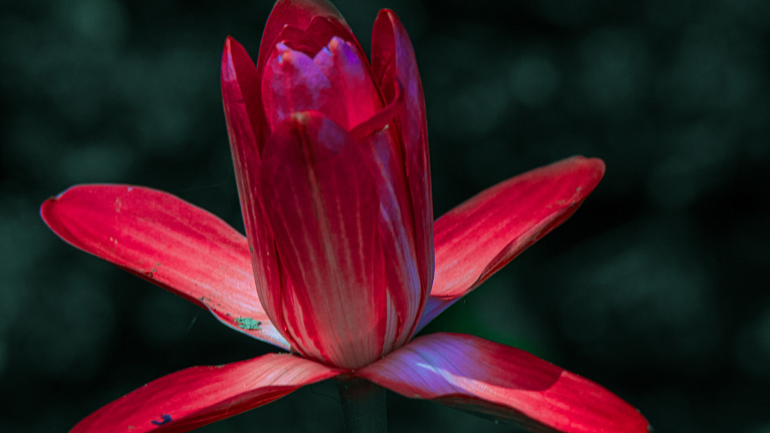 "Red and flower" stock image