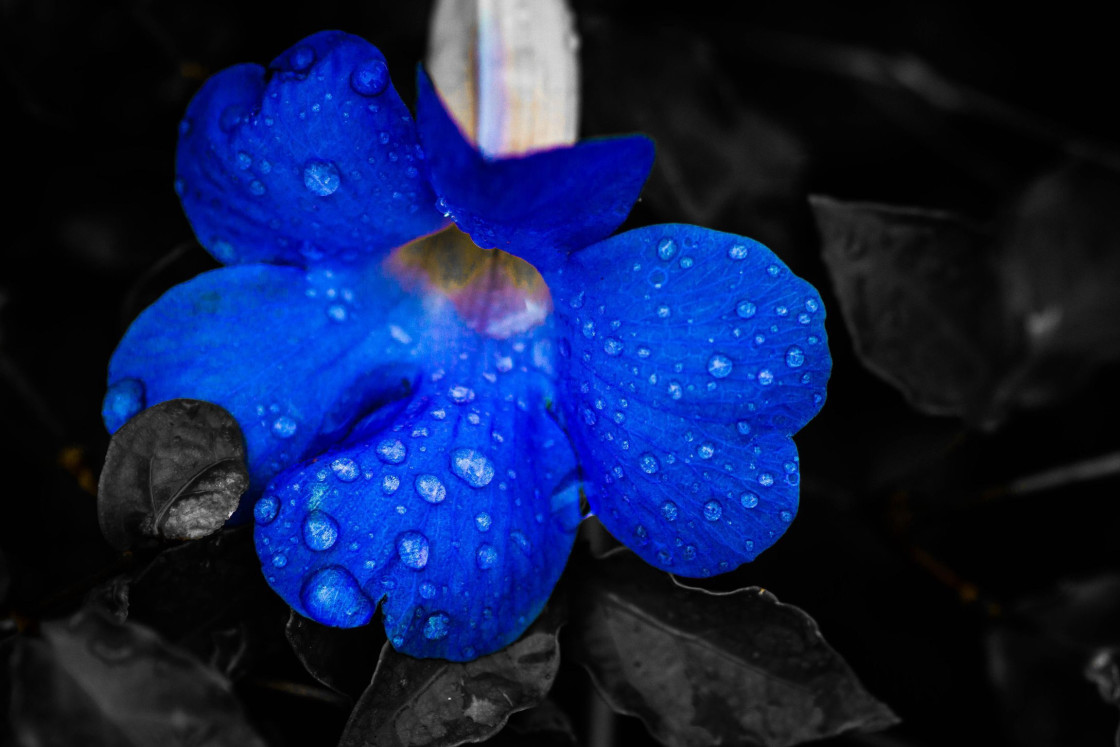 "Blue petal" stock image