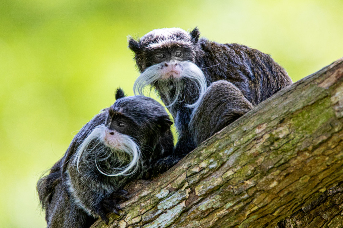 "Family animal" stock image