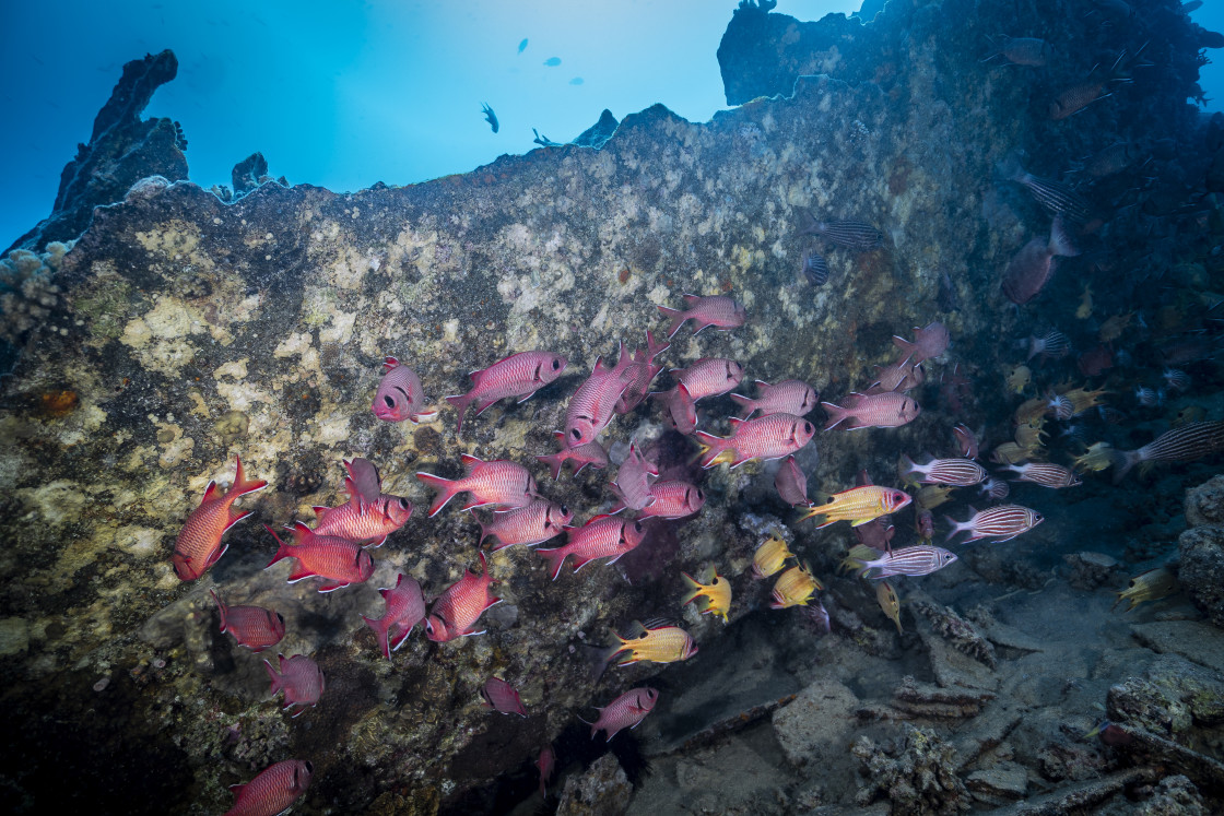 "Soldierfish 04" stock image